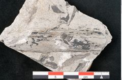 Foto (Detailansicht) von Sohizopteris lactuca Sternbg. (NHMW-GEO-2024-0188-10792)
